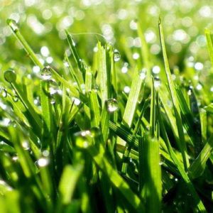 Poesías - Fabiana Fondevila