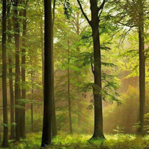 Poesías - Fabiana Fondevila