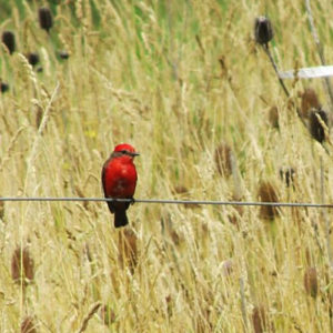 Pájaro rojo, Miriam Pösz