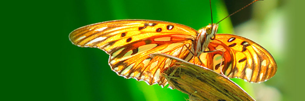 Meditación para fortalecer el sistema inmune