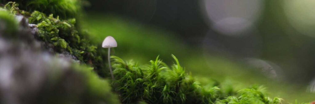 Ciclo de Tierra y Ensueño